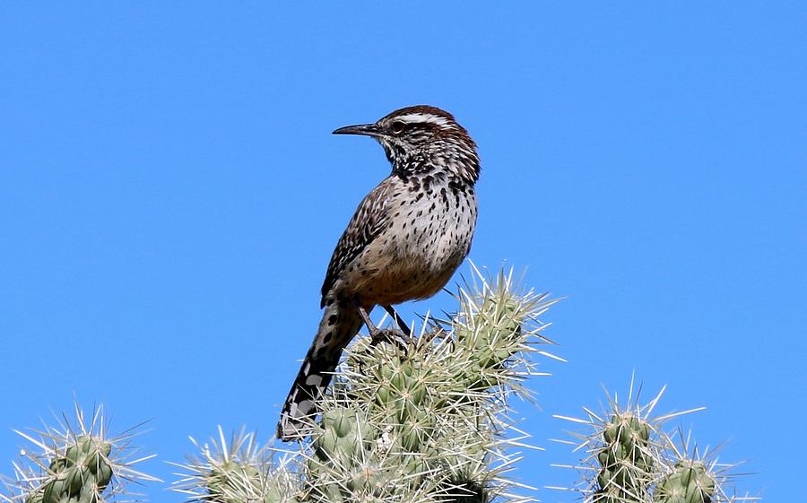 Cactus Wren Photograph by Christy Pooschke