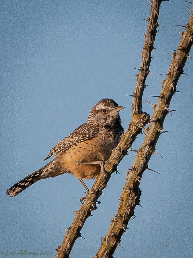 Cactus Wren Photograph by Lee Alloway