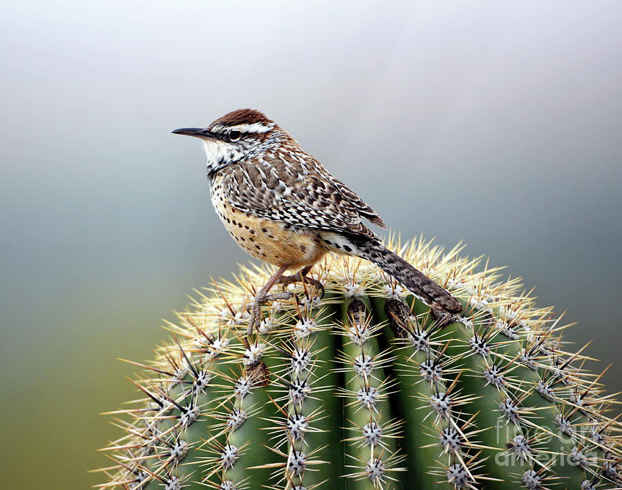 Cactus Wren on Saguaro Photograph by Denise Bruchman