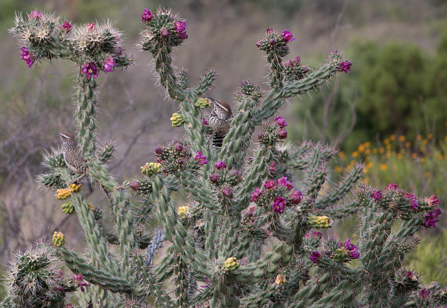Big Bend National Park Photograph - Cactus Wrens on Cholla by WD Stalcup