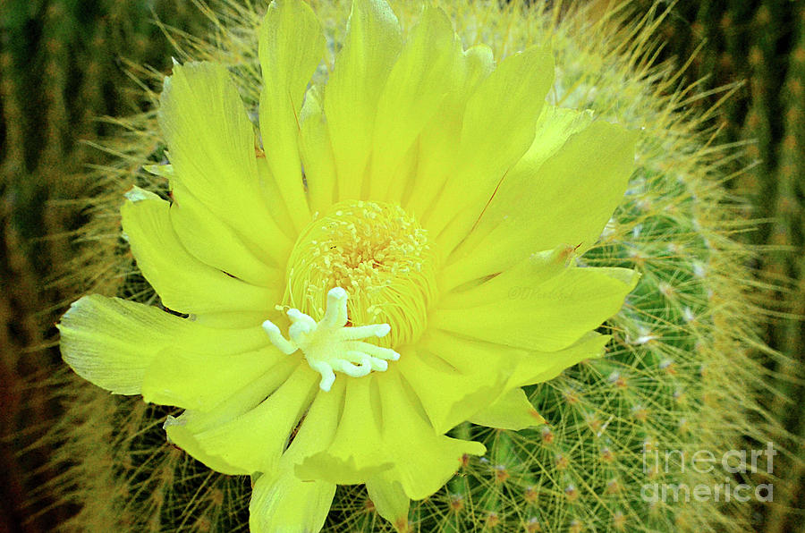 Cactus Yellow Photograph by Debby Pueschel