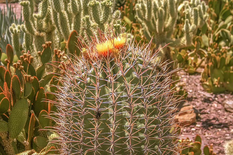 Cactus yellowtop Photograph by Darrell Foster