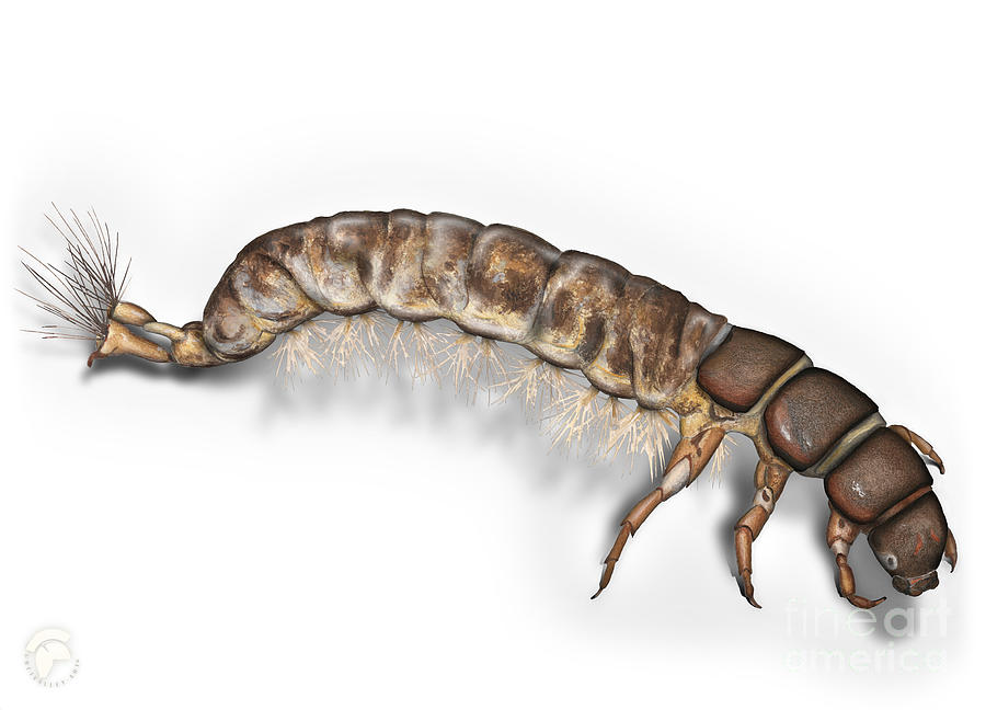 Caddisfly Larva Nymph Psychomiidae Hydropsyche Pellucidula - Painting