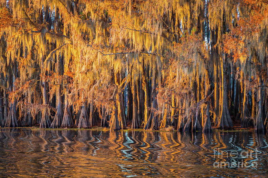 Nature Photograph - Caddo Abstract Trees by Inge Johnsson