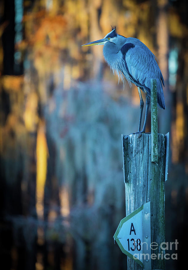 Caddo Blue Heron Photograph by Inge Johnsson