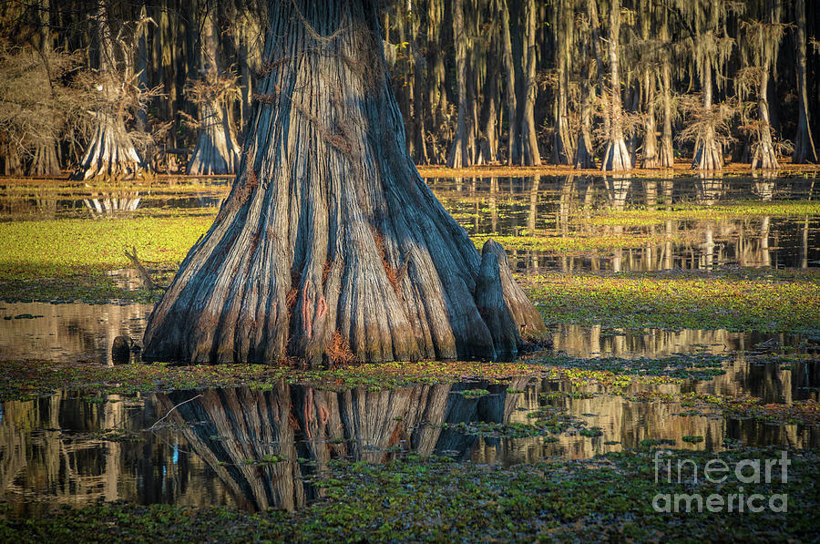 Caddo Cypress Trunk Photograph by Inge Johnsson