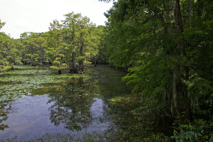 Caddo Lake Bayou Photograph by Paul Anderson