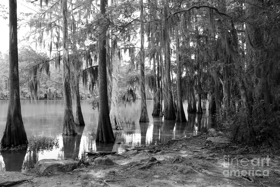 Caddo Lake - Black and White Photograph by Carol Groenen