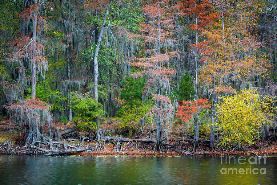 Caddo Lake Fall Foliage Photograph by Inge Johnsson