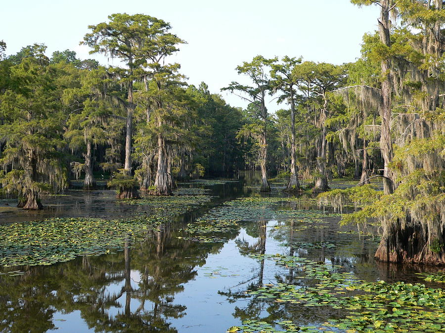 Caddo Lake Photograph by Jerry Craven - Fine Art America