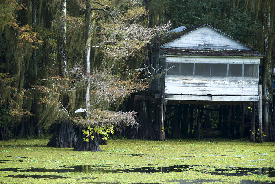 Caddo Lake No. 3 Photograph by Kevin Bain - Fine Art America