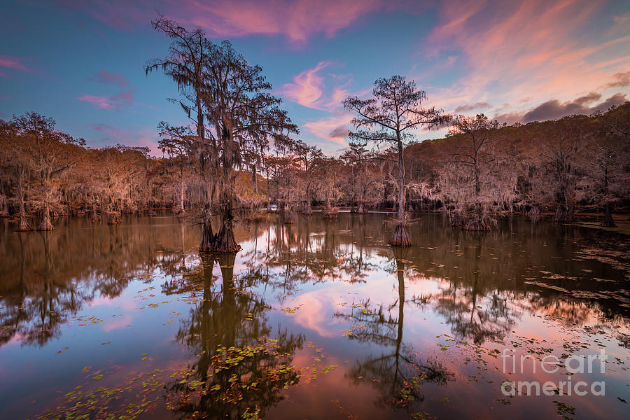 Caddo Pink Dawn Photograph by Inge Johnsson
