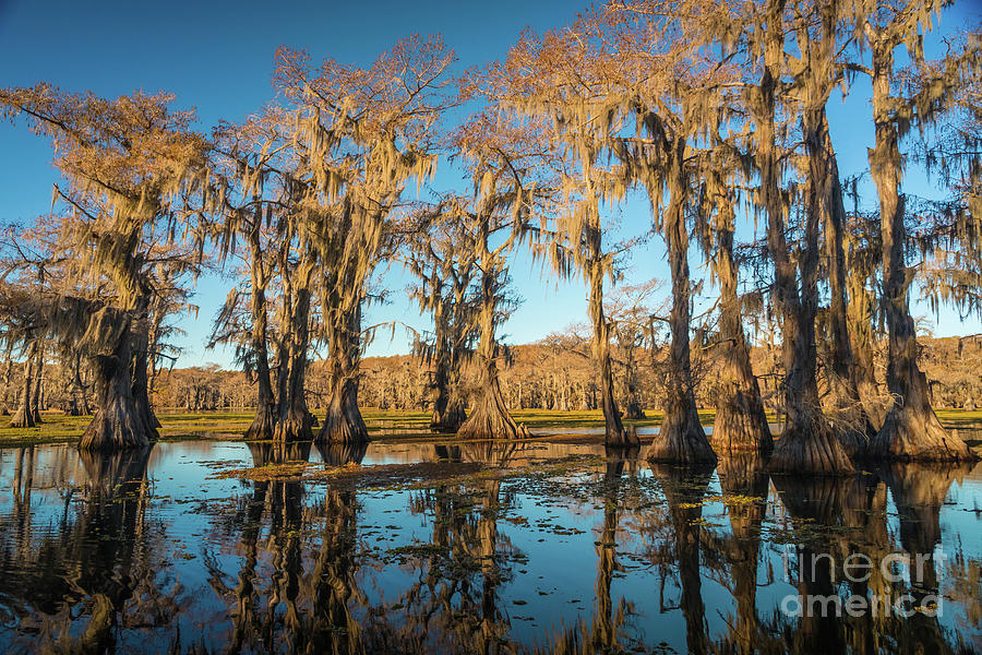 Caddo Reflections Photograph by Inge Johnsson