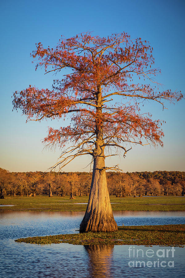 Caddo Single Cypress Photograph by Inge Johnsson