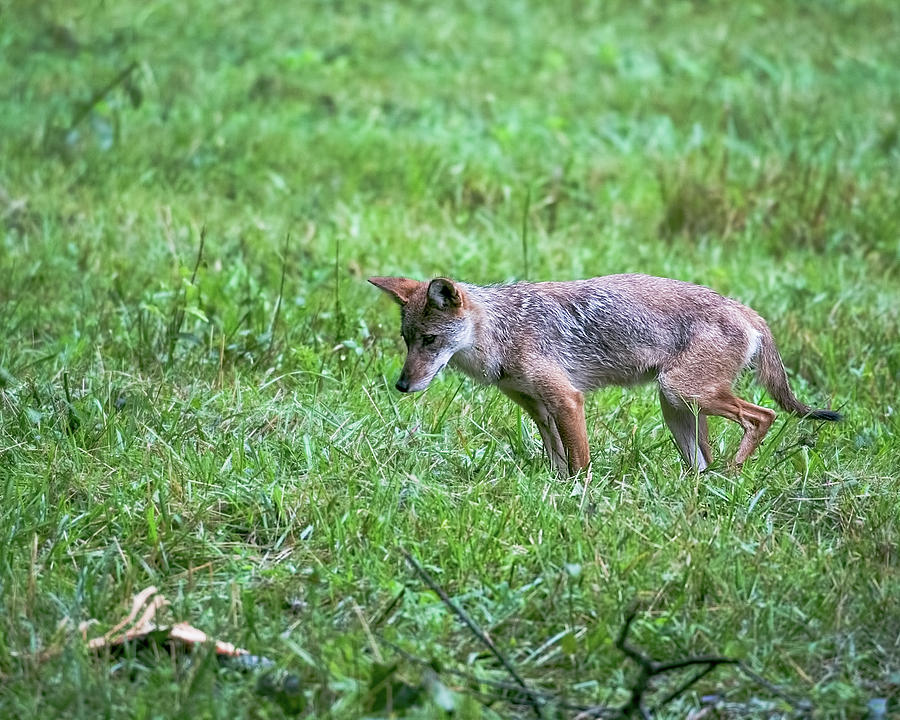 Cades Cove Coyote Hunting Photograph by Jemmy Archer