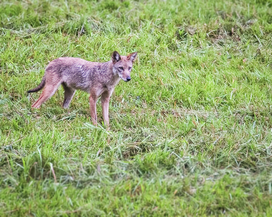 Cades Cove Coyote Photograph by Jemmy Archer