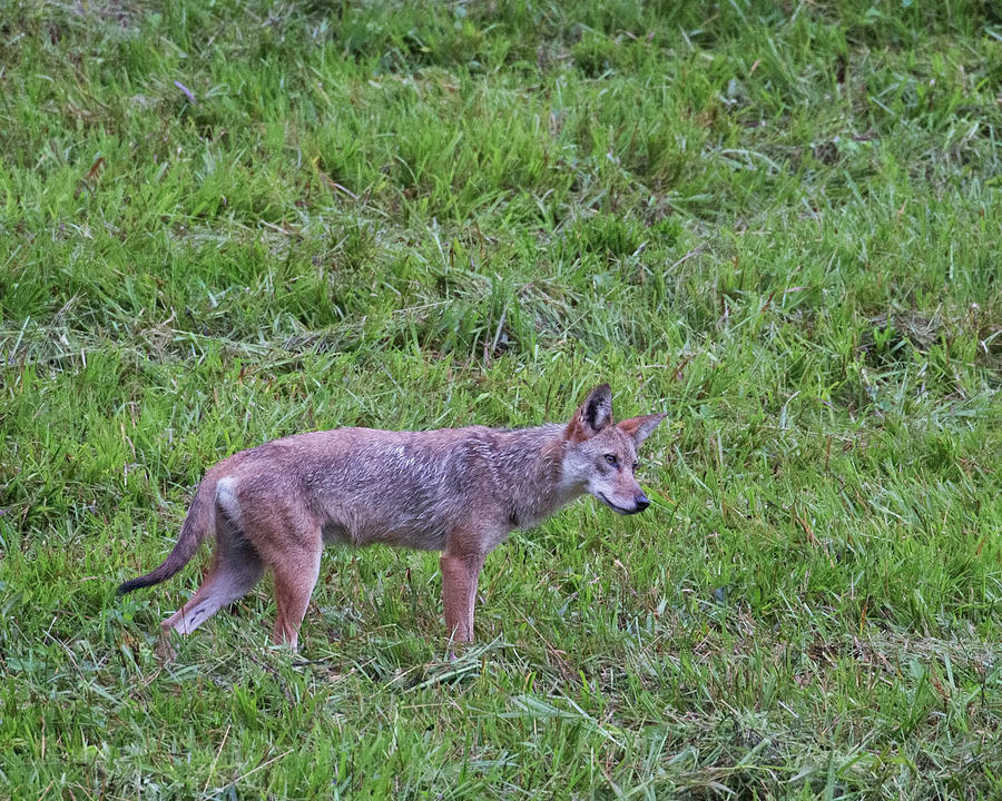 Cades Cove Coyote Listening Photograph by Jemmy Archer