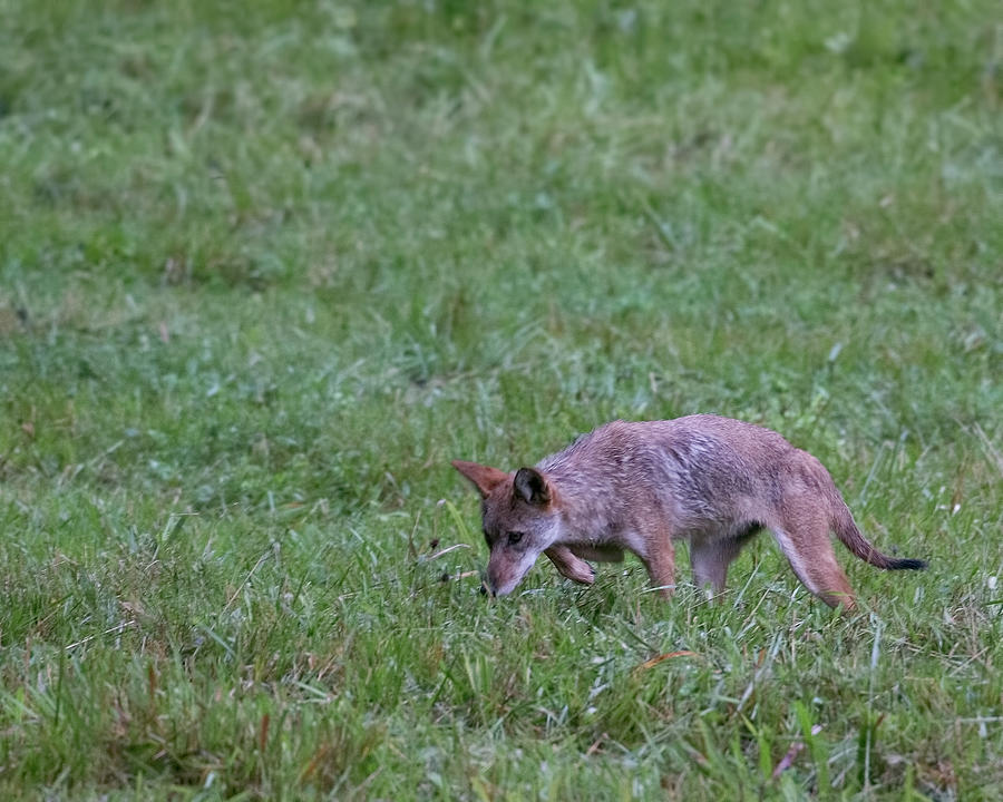 Cades Cove Coyote Stalking Photograph by Jemmy Archer