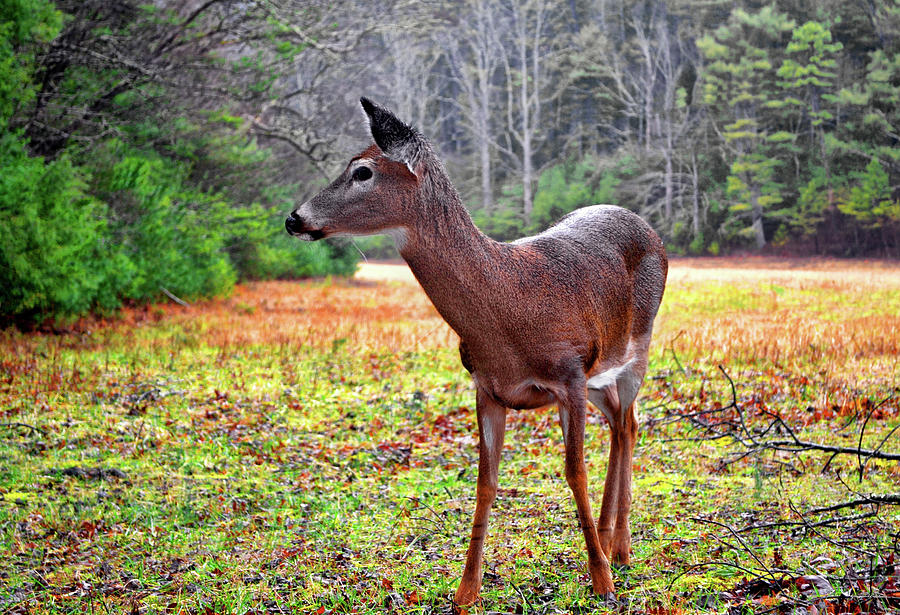 Cades Cove - Deer Profile 001 Photograph by George Bostian