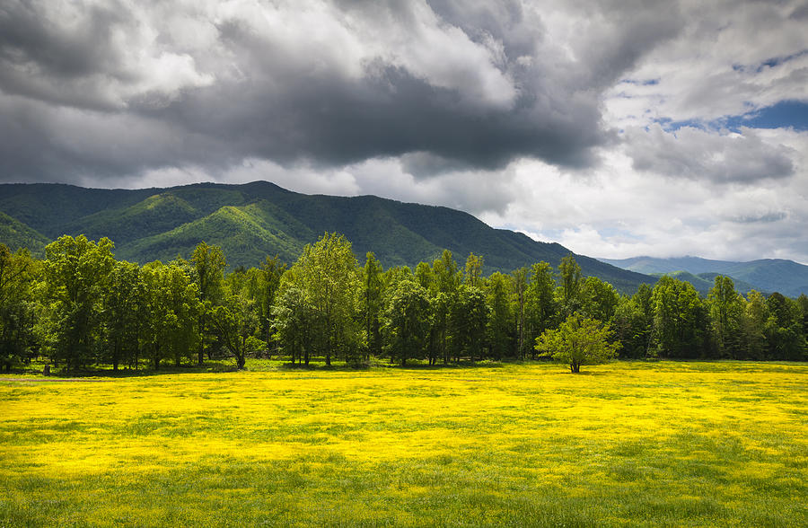 Nature Photograph - Cades Cove Great Smoky Mountains National Park TN - Fields of Gold by Dave Allen