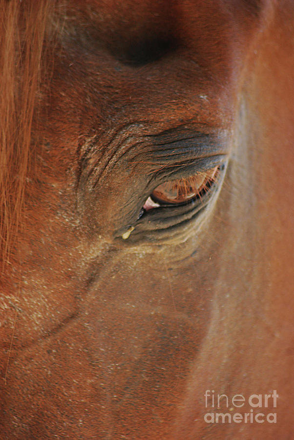 Cades Cove Horse 20150907_39 Photograph by Tina Hopkins