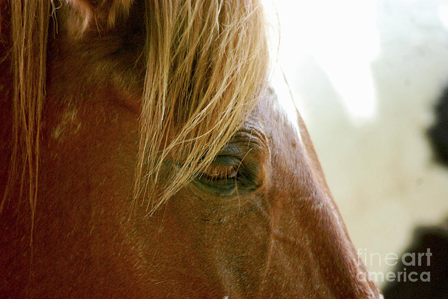 Cades Cove Horse 20160525_241 Photograph by Tina Hopkins