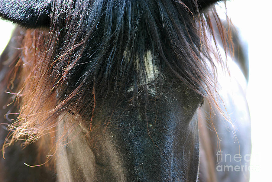 Cades Cove Horse 20160525_244 Photograph by Tina Hopkins