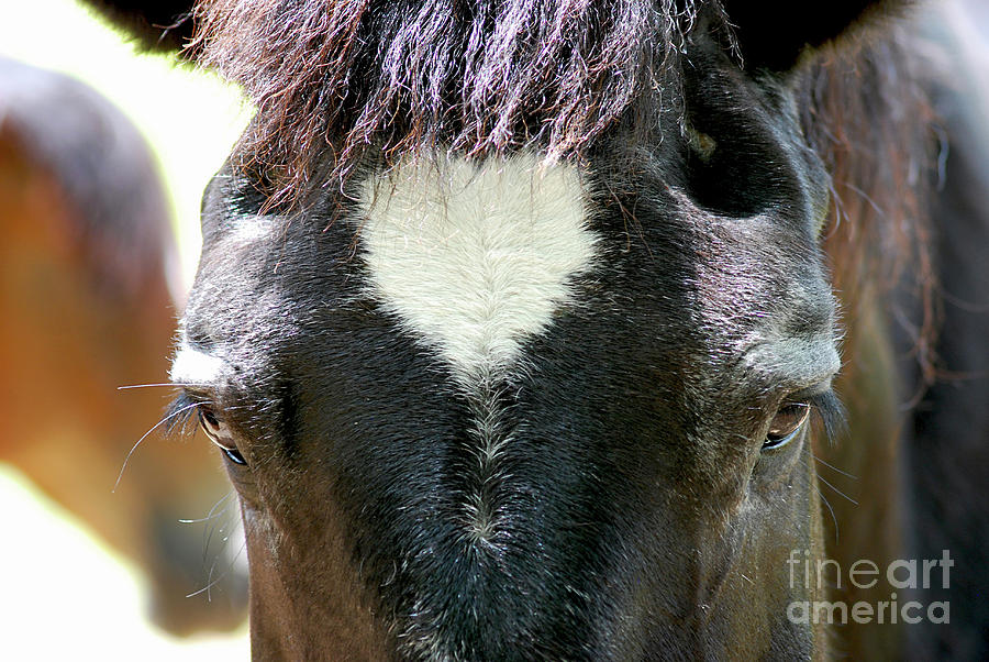 Cades Cove Horse 20160525_245 Photograph by Tina Hopkins