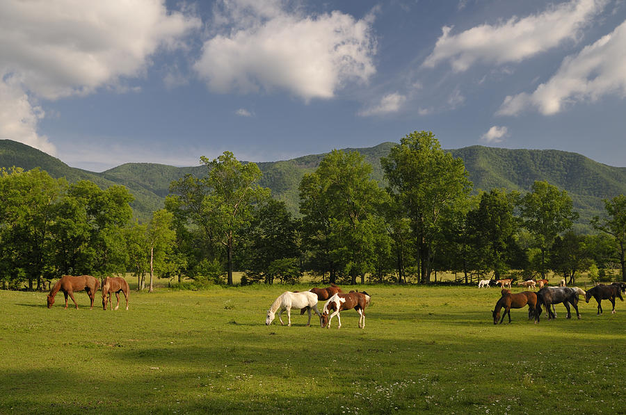 Horse Photograph - Cades Cove Horses in Smoky Mountains Tennessee USA by Darrell Young