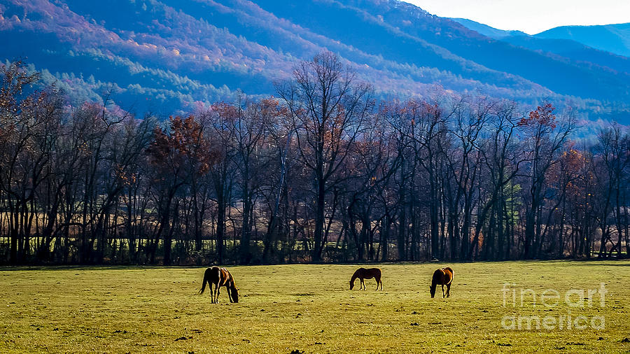 Cades Cove Loop 3 Photograph by Nancy L Marshall