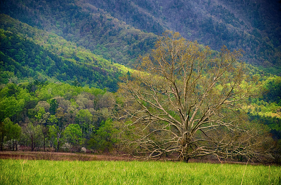 Cades Cove Spring Photograph by Dick Hudson