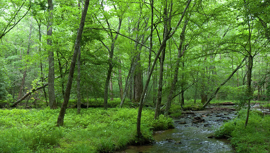 Cades Cove Stream and Forest Photograph by Cascade Colors