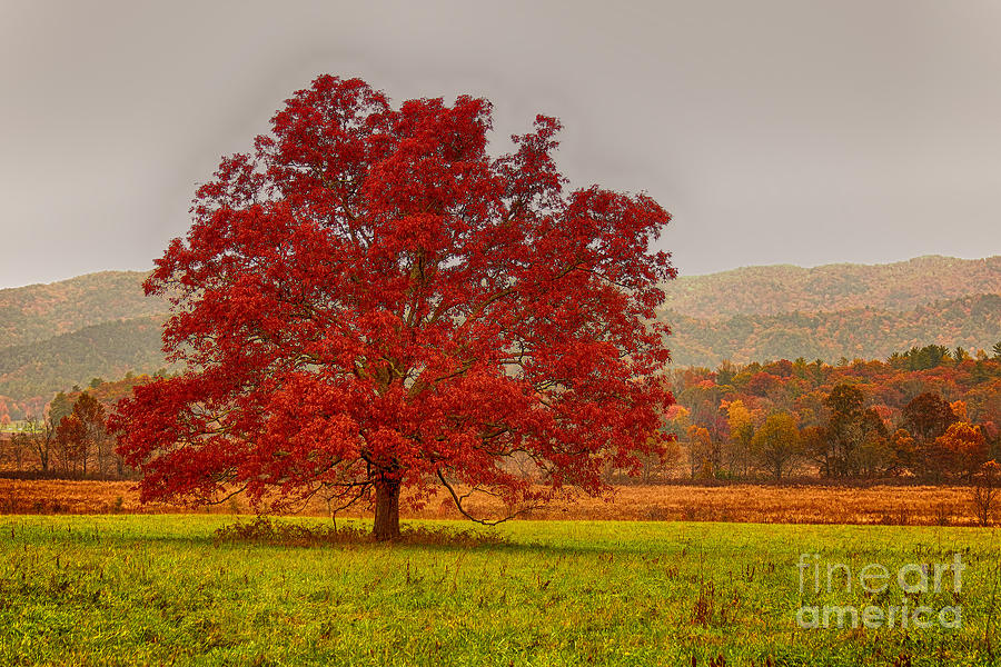 Cades Tree After The Rain Photograph by Geraldine DeBoer