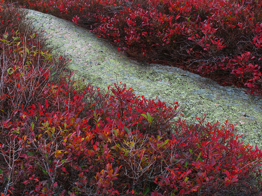 Cadillac Mountain Shrubs Photograph by Juergen Roth