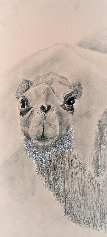 Camel Drawing by Medea Ioseliani