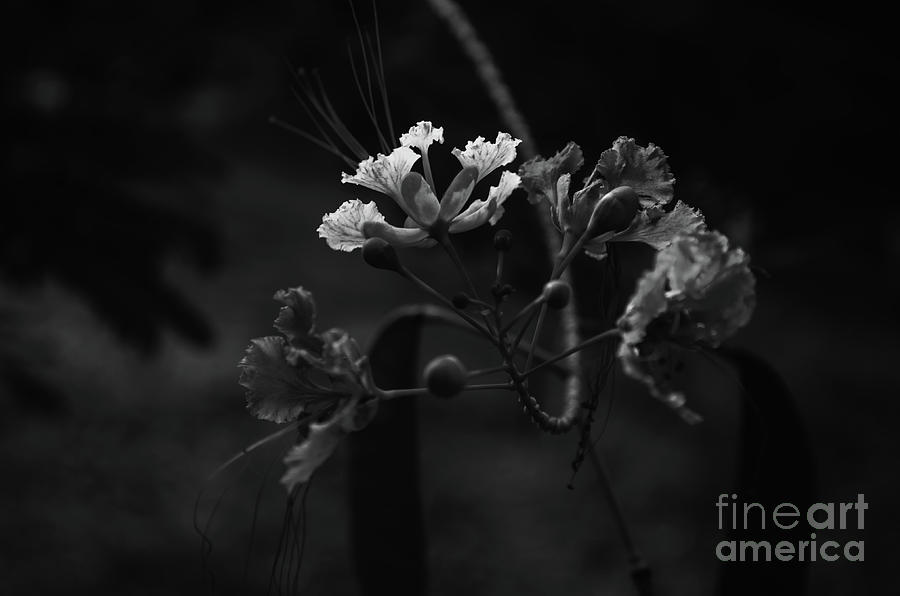 Caesalpinia pulcherrima black and white Photograph by Michelle Meenawong