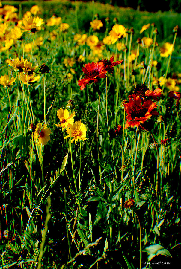 Flower Photograph - Cafe Art Floral Series - Wildflower Field  by Michelle  BarlondSmith