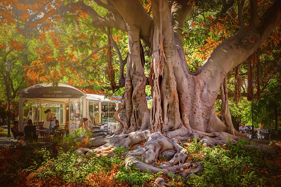 Cafe By The Grand Old Tree Lisbon Portugal Photograph by Carol Japp