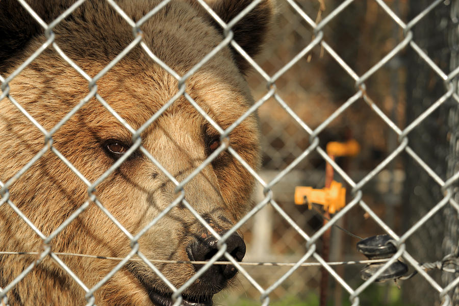 Caged Bear Photograph by Travis Rogers