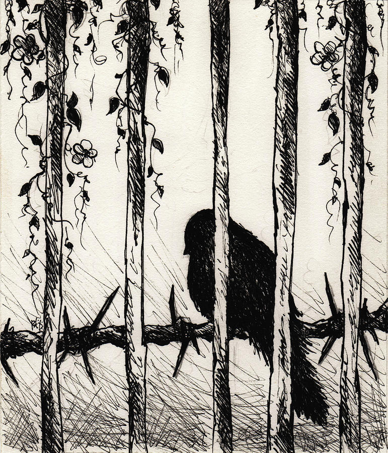 Caged Bird Drawing by William Russell Nowicki Fine Art America