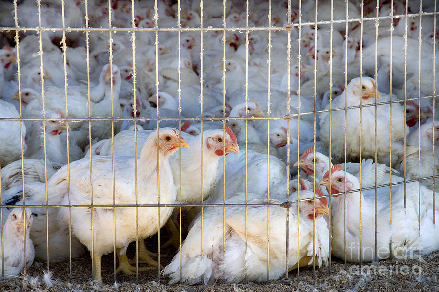 Caged Chickens On A Ranch Photograph by Inga Spence