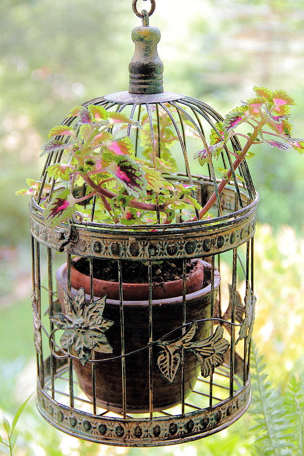 Caged Coleus Photograph by Allen Nice-Webb