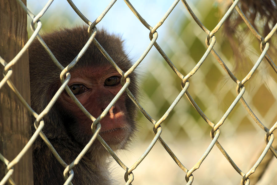 Caged Monkey Photograph by Travis Rogers