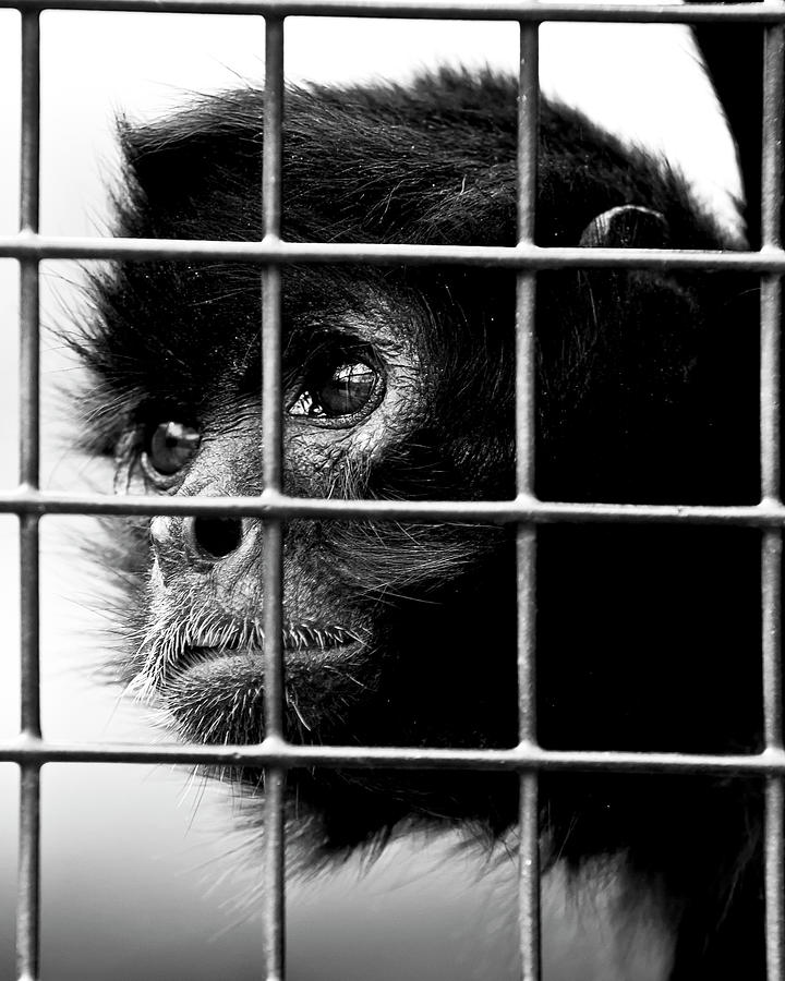 Black And White Photograph - Caged by Ron  McGinnis