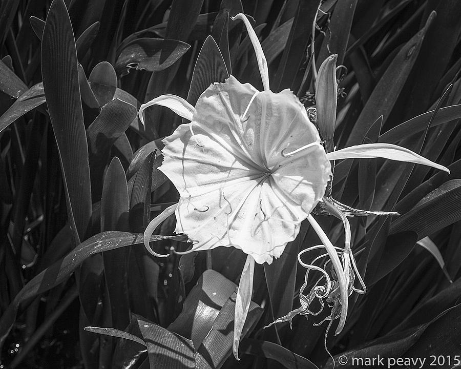 Cahaba Lily Photograph by Mark Peavy