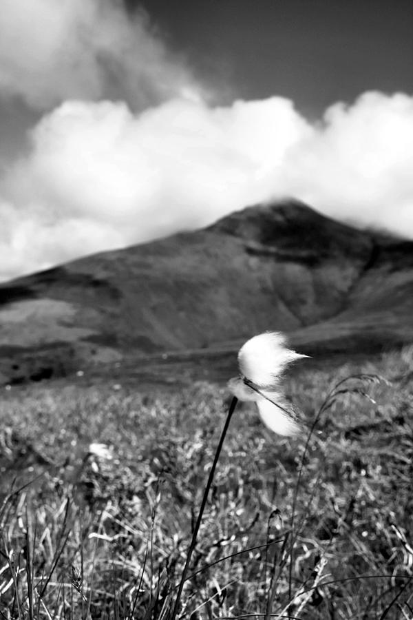 Bog Cotton Photograph - Caherconree Cotton by Mark Callanan