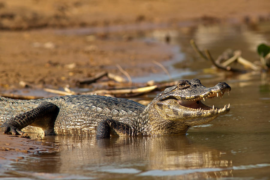 Caiman With Open Mouth Photograph
