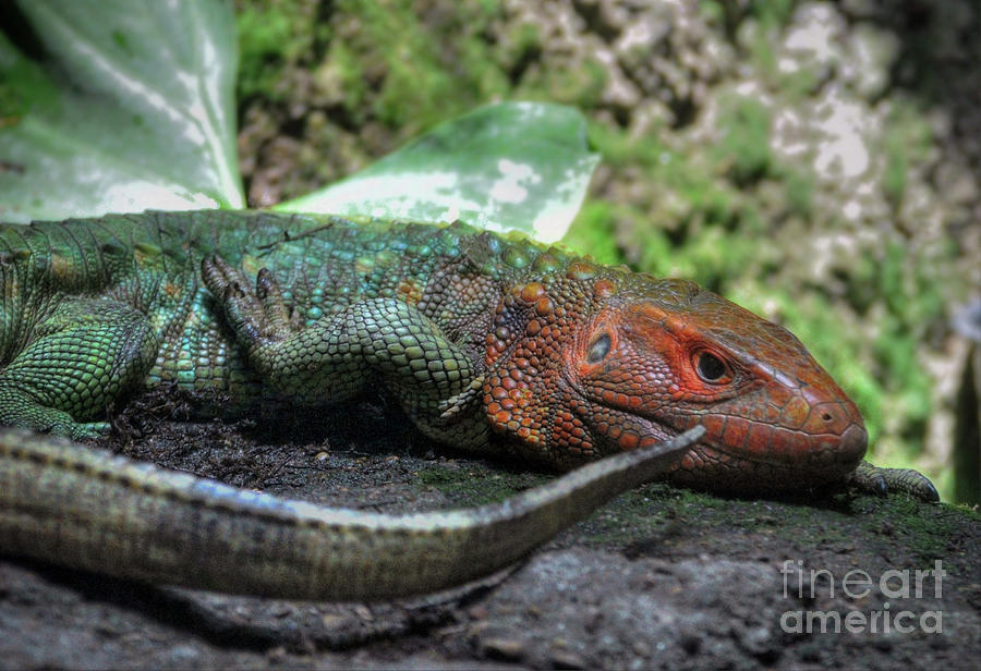 Caiman Lizard Photograph by Savannah Gibbs