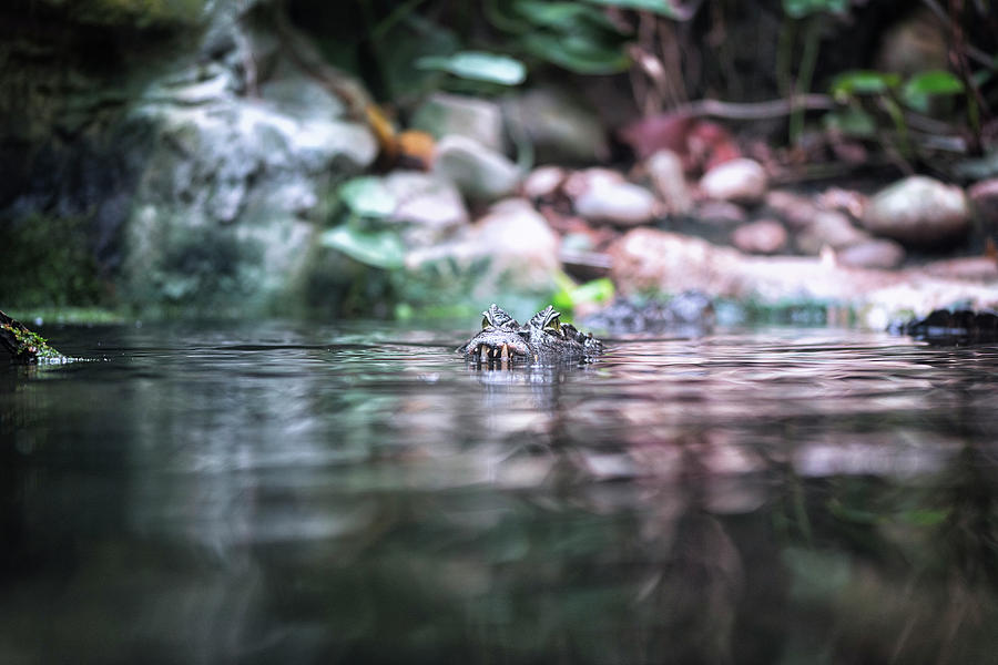 Caiman by Traven Milovich Caiman by Traven Milovich