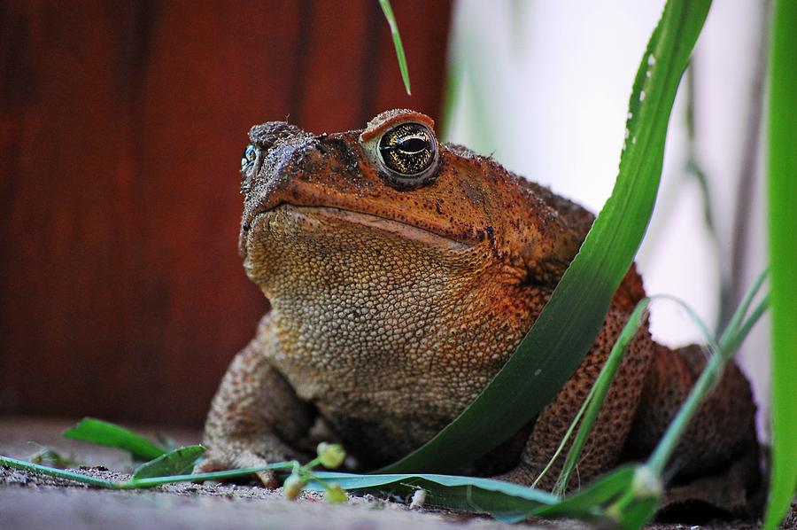 Cain Toad Photograph by Robert Meanor